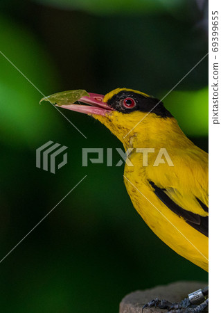 Black-naped oriole close-up 69399655