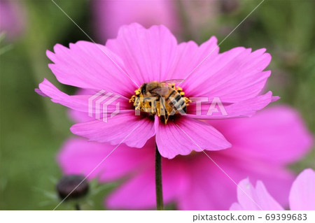 Insects are gathering to suck the nectar of cosmos flowers 69399683