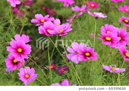 Pink autumn flowers blooming in the cosmos field Pink autumn flowers blooming in the cosmos field 69399686