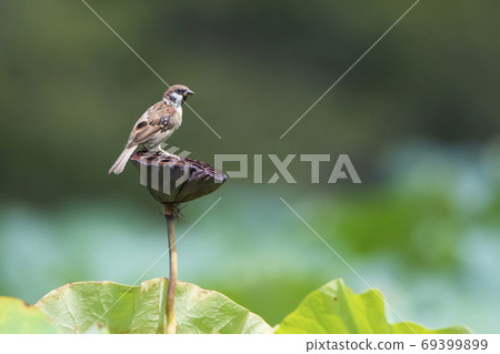 Sparrow perching on a dead lotus tentacle 69399899