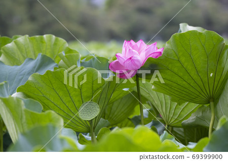 Lotus flower 69399900
