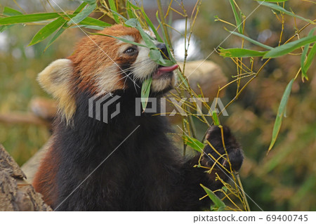 Kobe Animal Kingdom "Red Panda" Kobe Animal Kingdom "Red Panda" 69400745
