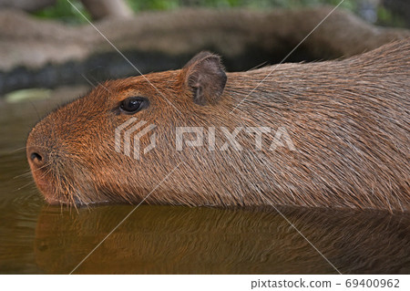 Kobe Animal Kingdom "Capybara" Kobe Animal Kingdom "Capybara" 69400962