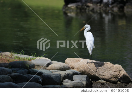 Shirasagi Shirasagi 69401008