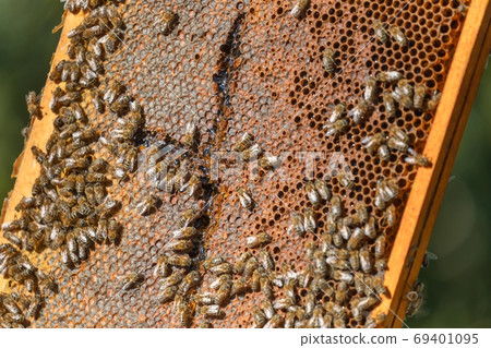 Honey bees on a hive cluster 69401095