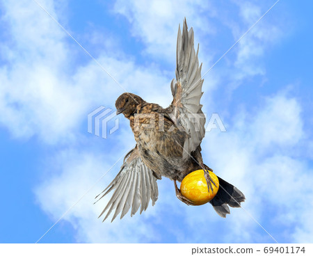 A blackbird holding an egg and flying in the blue sky A blackbird holding an egg and flying in the blue sky 69401174