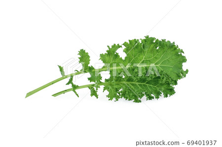 kale leaf isolated on white background kale leaf isolated on white background 69401937