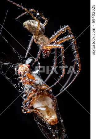 Close up macro shot of a spider grabbed the victim Close up macro shot of a spider grabbed the victim 69402029