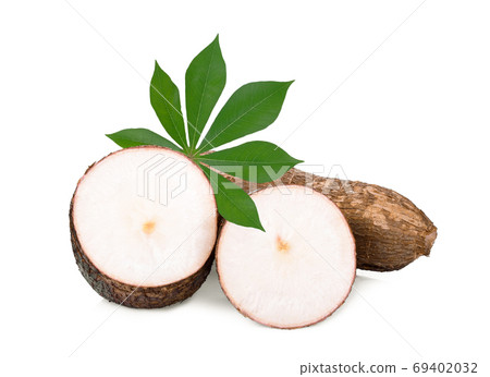 cassava with leaf isolated on white background 69402032