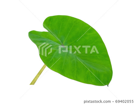 green leaf, taro leaf isolated on white background 69402055