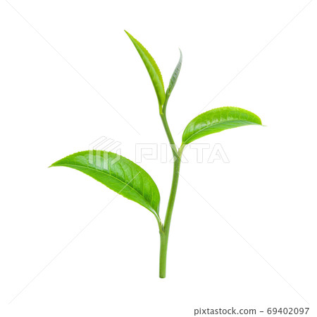 green tea leaf isolated on white background 69402097