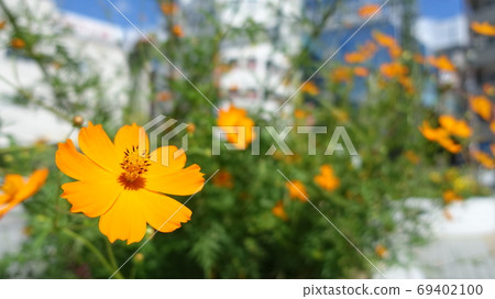 花 69402100