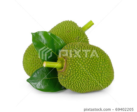 raw jackfruit with leaf isolated on white background raw jackfruit with leaf isolated on white background 69402205
