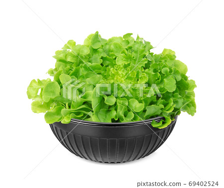 green oak lettuce in the black cup isolated on white background 69402524