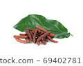long pepper, pipli or dipli (piper longum) with leaf isolated on 69402781
