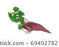 sprouted from sweet potato isolated on white background 69402782