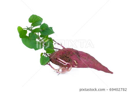 sprouted from sweet potato isolated on white background sprouted from sweet potato isolated on white background 69402782