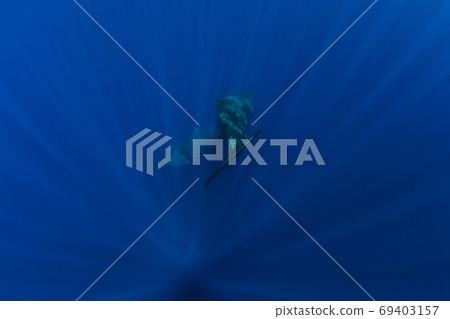 Sperm whales dive in ocean, Mauritius. Tails of whales Sperm whales dive in ocean, Mauritius. Tails of whales 69403157