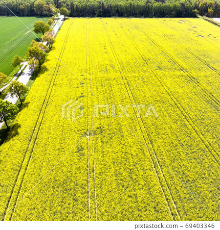 Aerial view of a yellow flowering field with rape  69403346