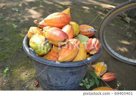 different sorts of colorful cocoa pods different sorts of colorful cocoa pods 69403401