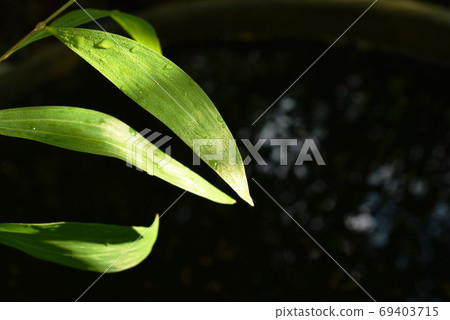 drop of water and sunbeam spreading on leaf after fall in garden with black background 69403715