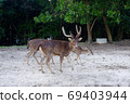 Reindeer in natural habitat in summer season. 69403944