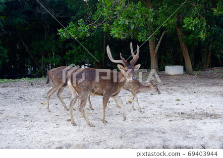 Reindeer in natural habitat in summer season. 69403944