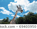 Close up head of young giraff in zoo with trees and blue sky. 69403950