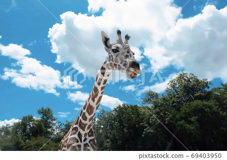 Close up head of young giraff in zoo with trees and blue sky. Close up head of young giraff in zoo with trees and blue sky. 69403950