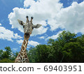 Head of an adult giraffe close up. Giraffe in the zoo with trees and blue sky. 69403951