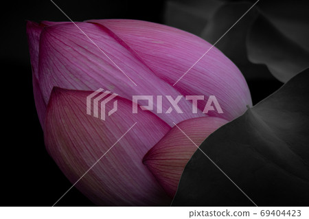 一蓮lotus！ 69404423