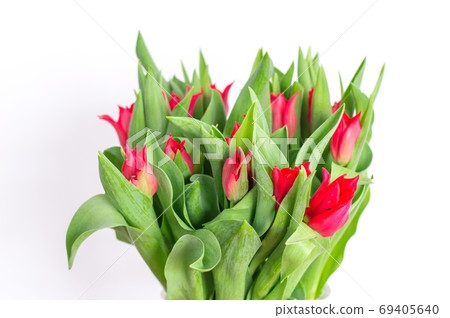 Beutufull red tulip flower on white background. 69405640