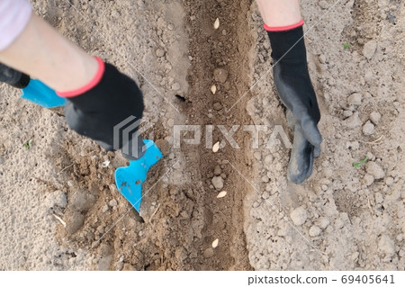 Spring planting seeds of pumpkin seed, woman hand in gloves with garden tools Spring planting seeds of pumpkin seed, woman hand in gloves with garden tools 69405641