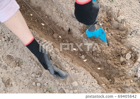 Springtime spring seasonal work, planting in cultivated soil of pumpkin seed Springtime spring seasonal work, planting in cultivated soil of pumpkin seed 69405642