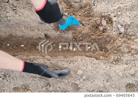 Spring planting seeds of pumpkin seed, woman hand in gloves with garden tools Spring planting seeds of pumpkin seed, woman hand in gloves with garden tools 69405643