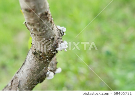 Disease of the bark of an orchard fruit tree, mushroom on the bark of peach tree Disease of the bark of an orchard fruit tree, mushroom on the bark of peach tree 69405751