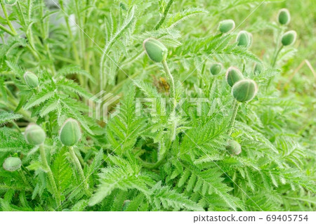 Spring season, poppy flower bush, green buds Spring season, poppy flower bush, green buds 69405754