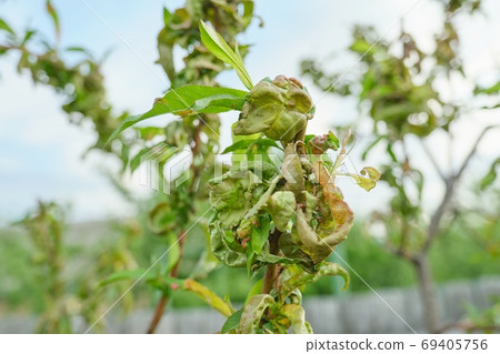 Peach tree affected by fungal diseases, spring season in the garden Peach tree affected by fungal diseases, spring season in the garden 69405756