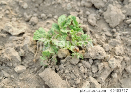 Close-up insect Colorado potato beetle sitting on young leaves of a potato plant Close-up insect Colorado potato beetle sitting on young leaves of a potato plant 69405757