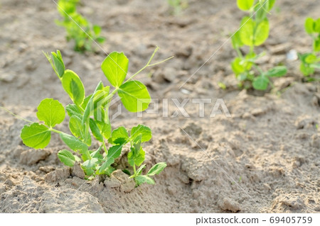 Green pea young plant in spring on the soil Green pea young plant in spring on the soil 69405759