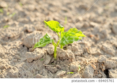 Green bean young plant in spring on the soil Green bean young plant in spring on the soil 69405761