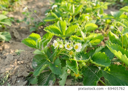Flowering strawberry bush, white flowers on a young spring plant strawberries Flowering strawberry bush, white flowers on a young spring plant strawberries 69405762