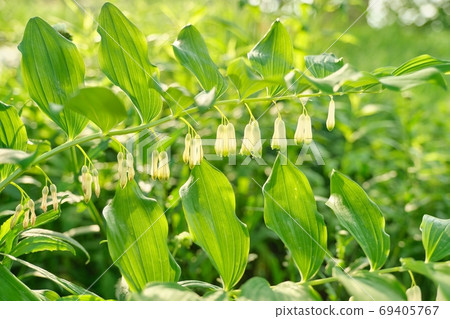 Close up of blooming plant solomons seal Poligonatum in spring sunny garden 69405767