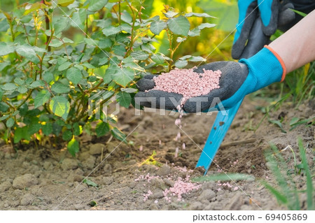Granules fertilizer in hands of woman gardener. Granules fertilizer in hands of woman gardener. 69405869