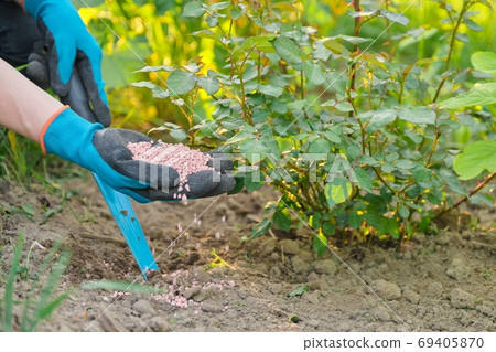Granules fertilizer in hands of woman gardener. 69405870
