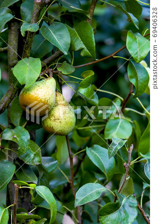 梨在樹枝上收穫前 梨在樹枝上收穫前 69406328