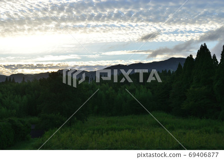 Forest morning (dark) 69406877