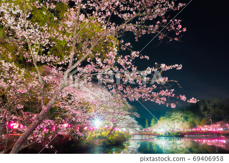 Night view of cherry blossoms in Mobara Park (Mobara City, Chiba Prefecture) March 2020 Night view of cherry blossoms in Mobara Park (Mobara City, Chiba Prefecture) March 2020 69406958