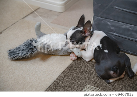 Boston Terrier 69407032