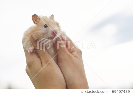 Fluffy syrian hamster close up face Stock Photo